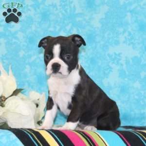 Cherry, Boston Terrier Puppy